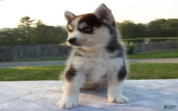 Pomsky dogs for sale: Thunder - Image 5