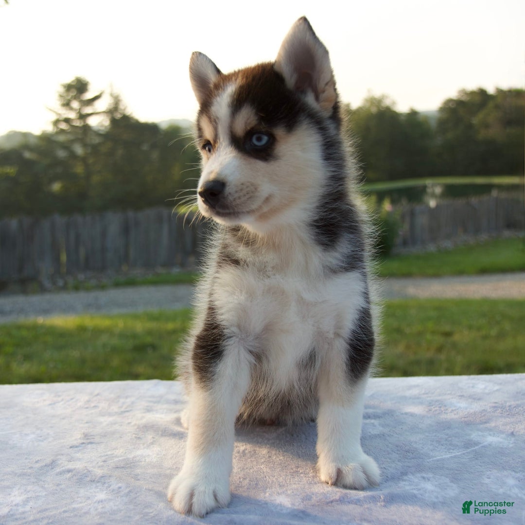 Pomsky dogs for sale: Thunder - Image 5