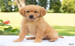 Golden Retriever dogs for sale: Hannah - Image 5