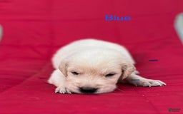 Golden Retriever dogs for sale: Blue - Image 1