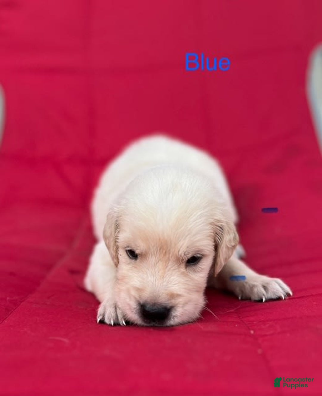 Golden Retriever dogs for sale: Blue - Image 1