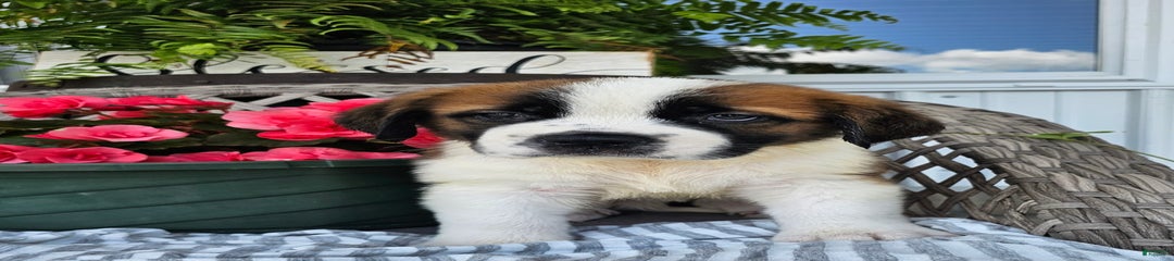 Stella