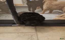 Labradoodle dogs for sale: Pistol - Image 3