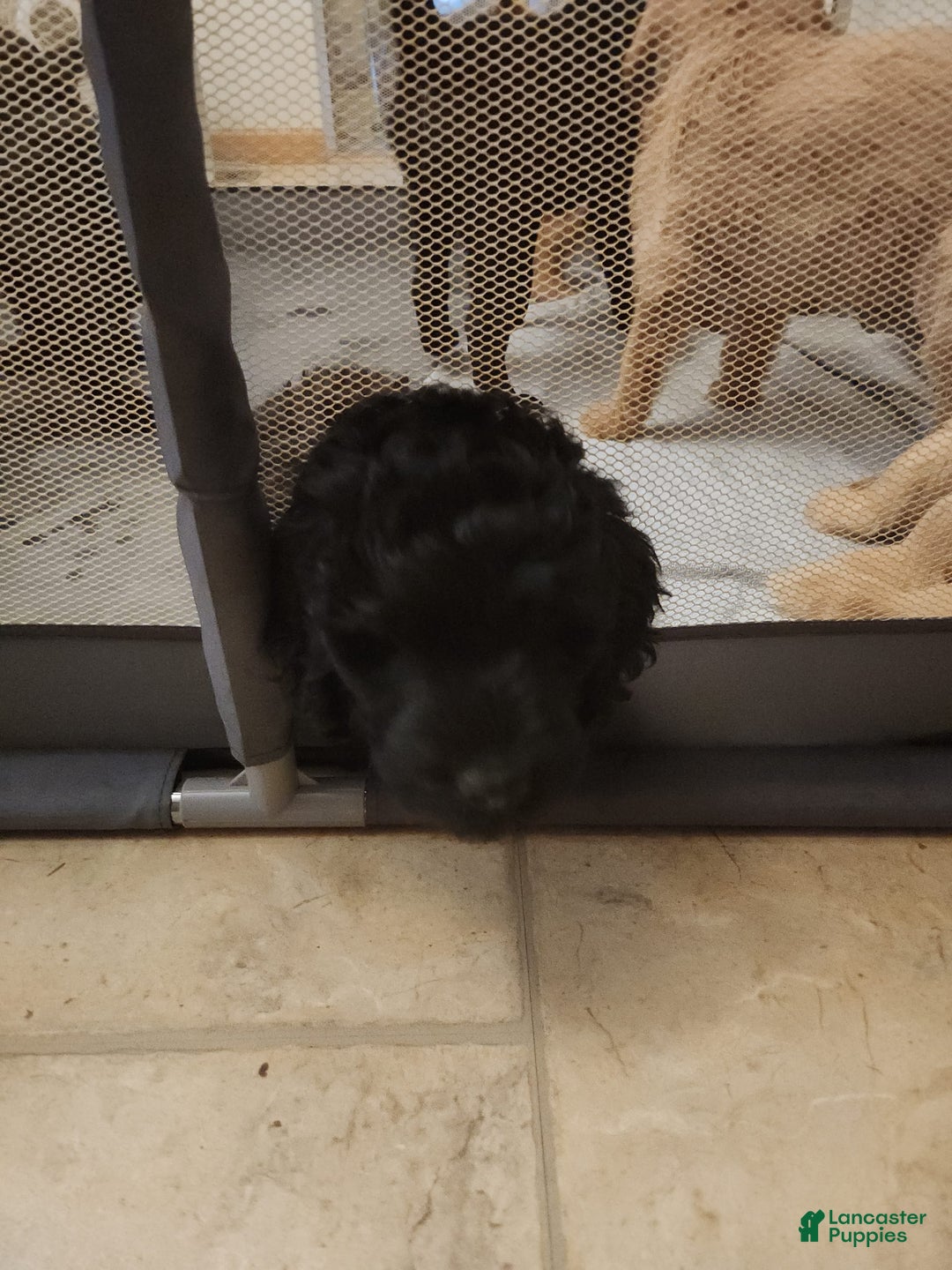Labradoodle dogs for sale: Pistol - Image 3