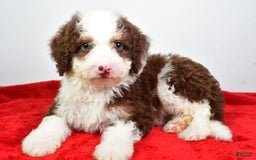 Mini Bernedoodle dogs for sale: Wendy - Image 2