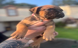 American Pit Bull Terrier dogs for sale: Pink - Image 1