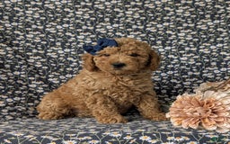  dogs for sale: Mini Goldendoodle 7 puppies - Image 13