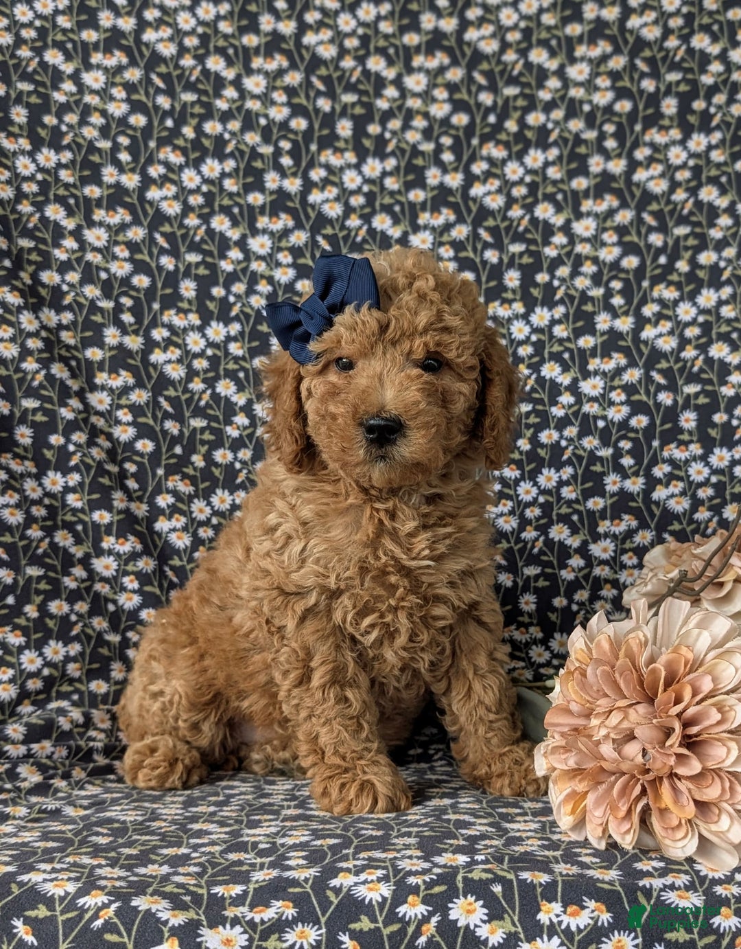  dogs for sale: Mini Goldendoodle 7 puppies - Image 13