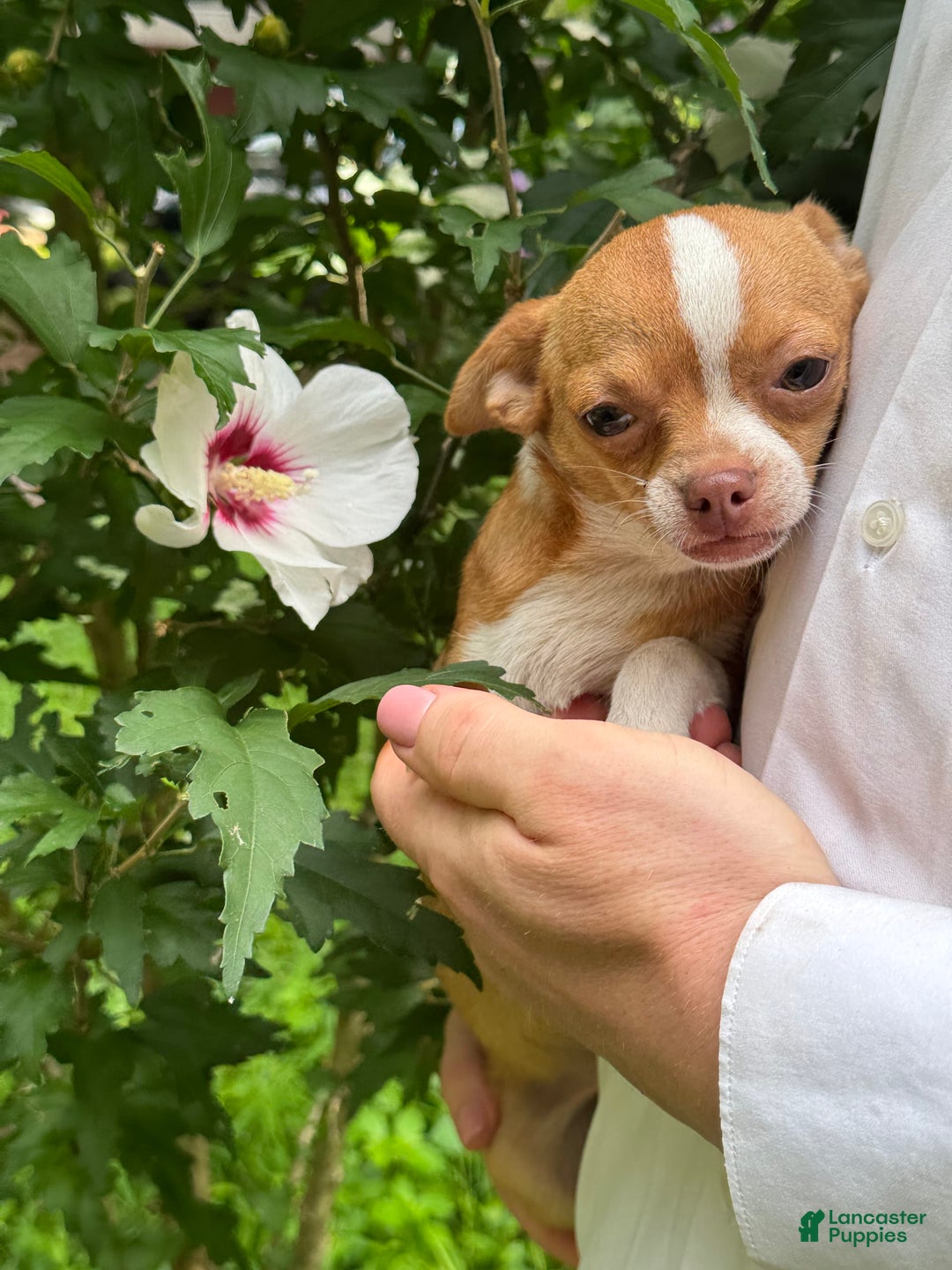 Chihuahua dogs for sale: Chihuahua 2 puppies - Image 16