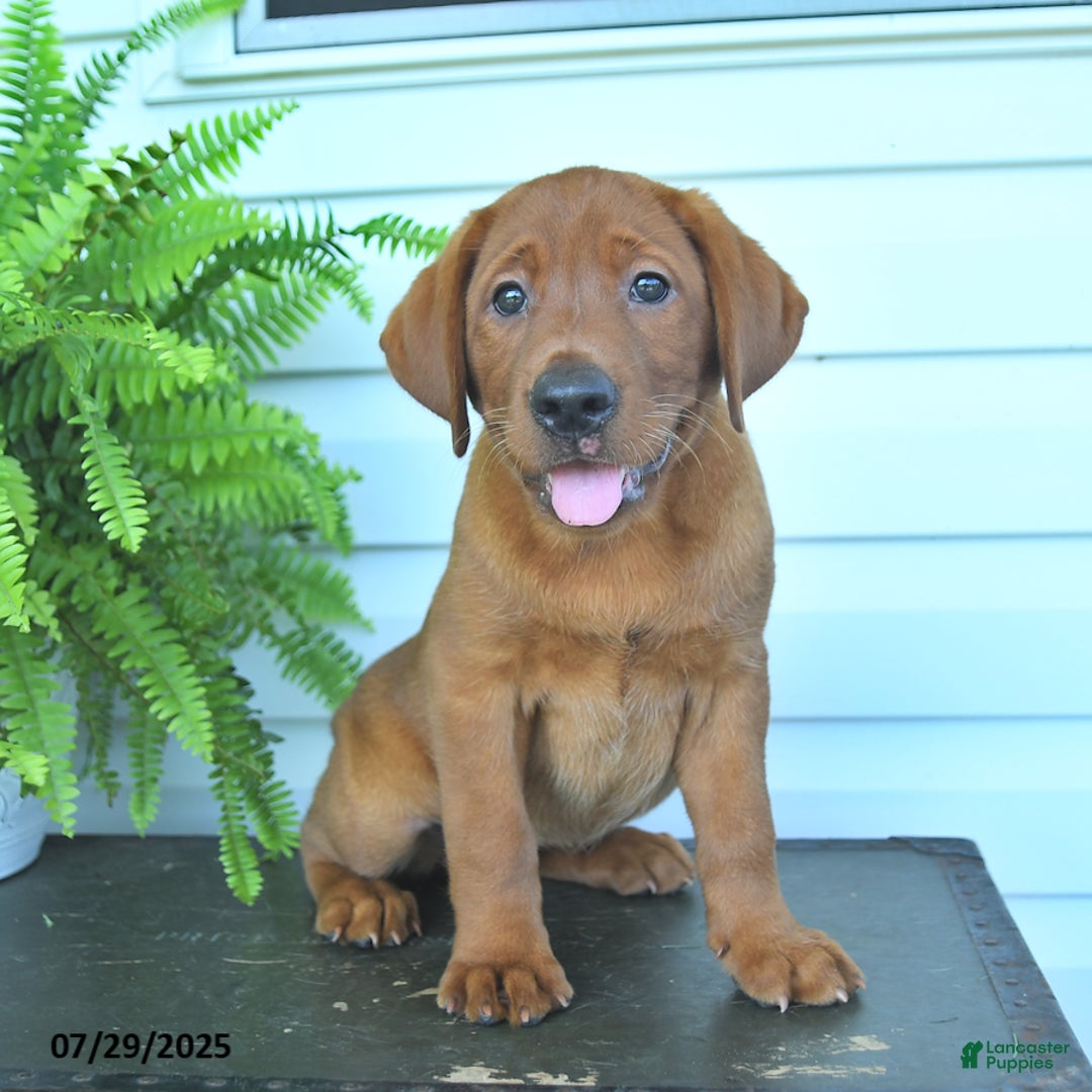 Labrador Retriever dogs for sale: Yenna - Image 5