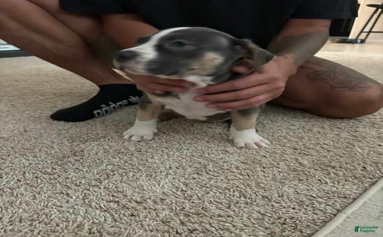 American Bully dogs for sale - Ad 1