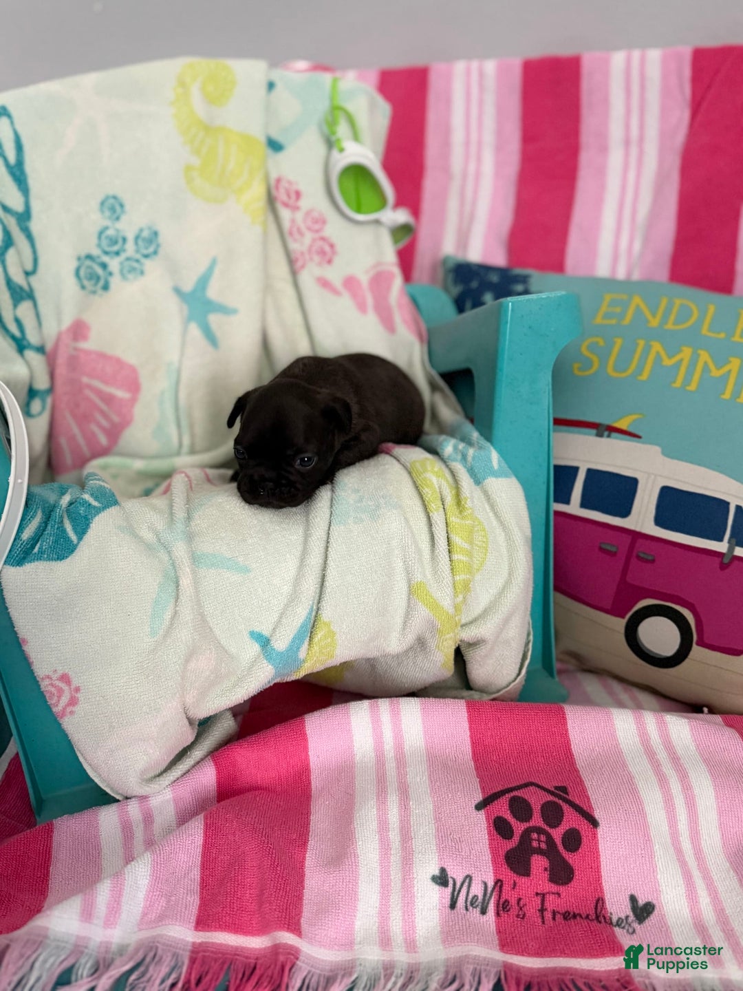 French Bulldog dogs for sale: Akc Black W Sable Overtones - Image 6
