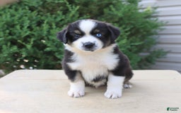 Miniature Australian Shepherd dogs for sale: Miniature Australian Shepherd 8 puppies - Image 11