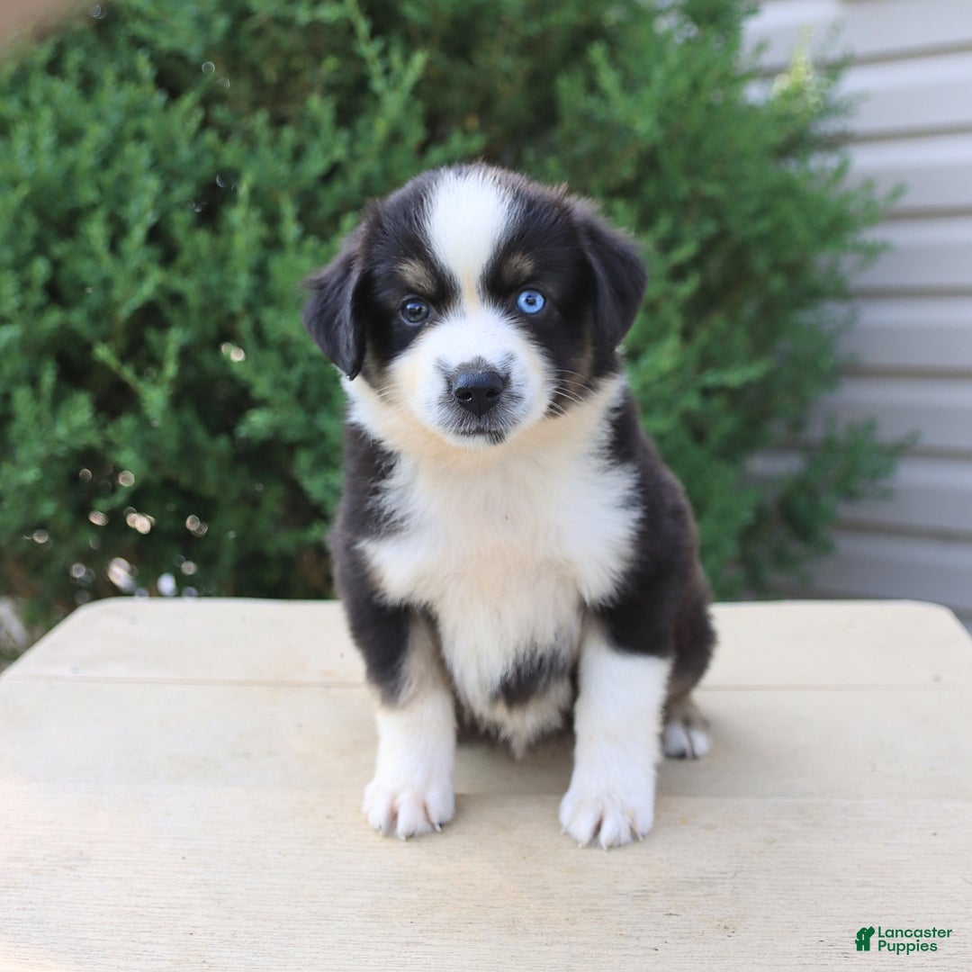 Miniature Australian Shepherd dogs for sale: Miniature Australian Shepherd 8 puppies - Image 11