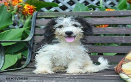 Mini Bernedoodle dogs for sale: Mini Bernedoodle 6 puppies - Image 6