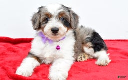 Mini Aussiedoodle dogs for sale: Lily - Image 6