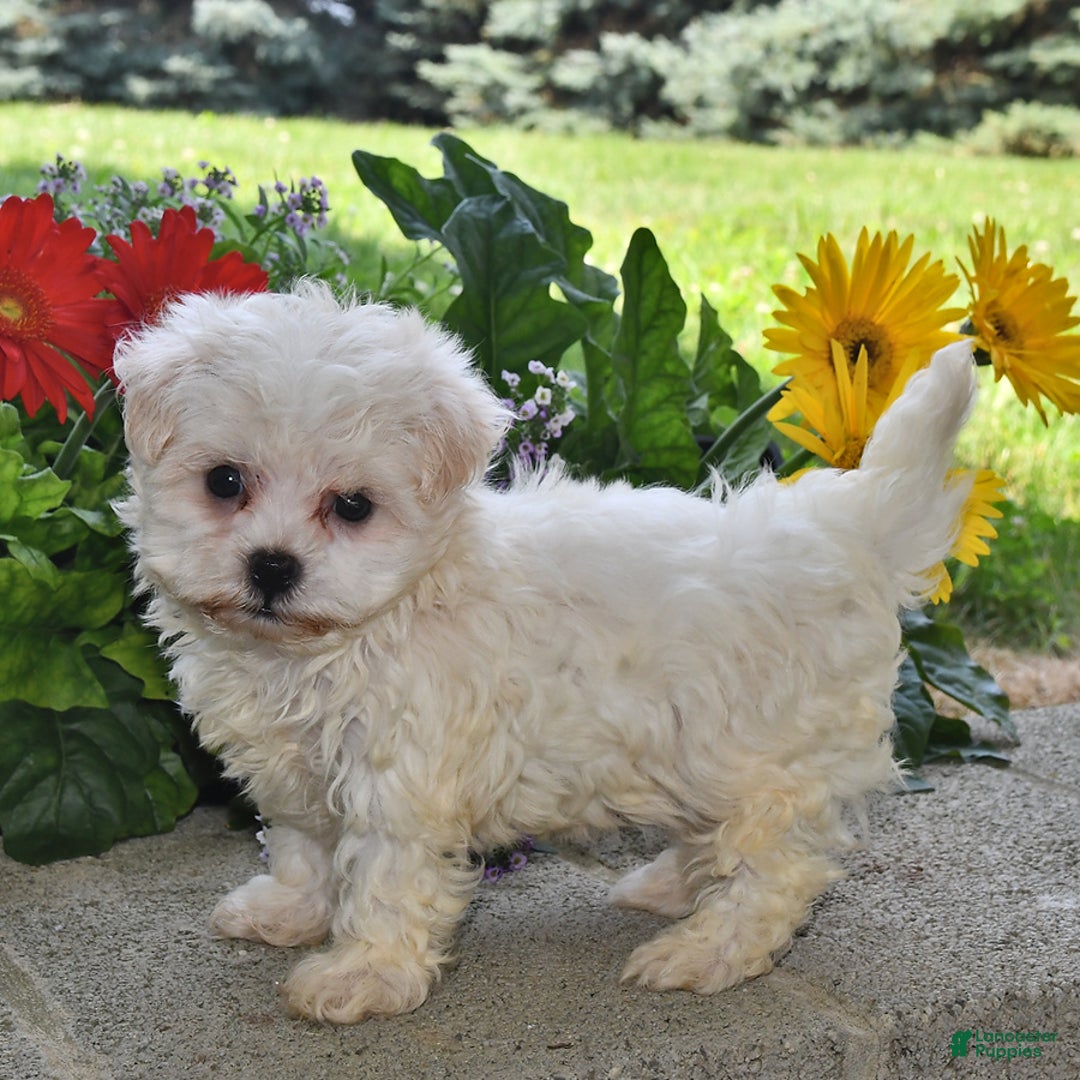 Havanese dogs for sale: Oliver - Image 4