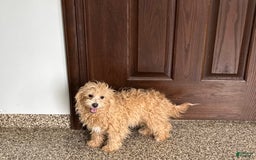Coton De Tulear dogs for sale: Corrie - Image 4