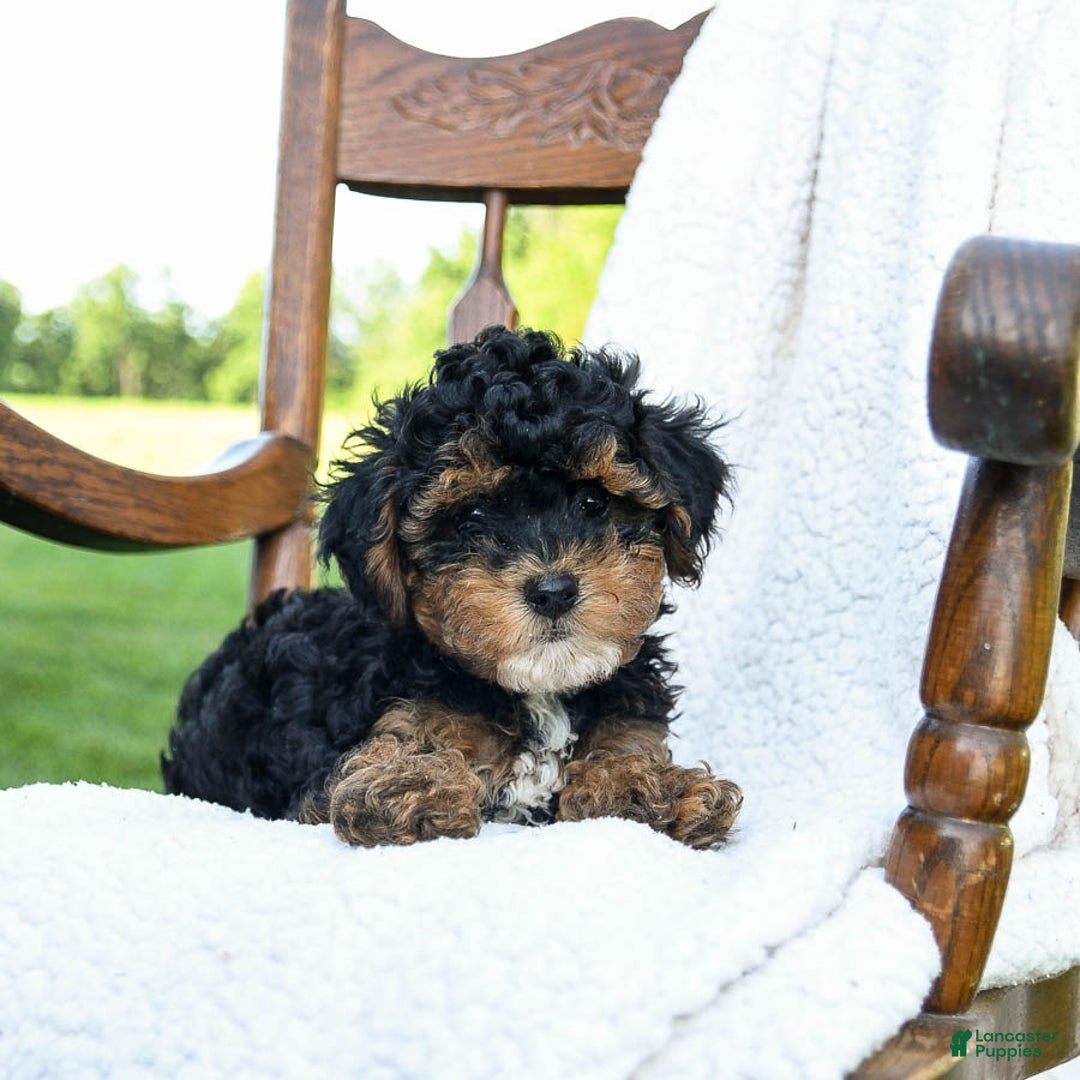 Havapoo dogs for sale: Pickles - Image 1