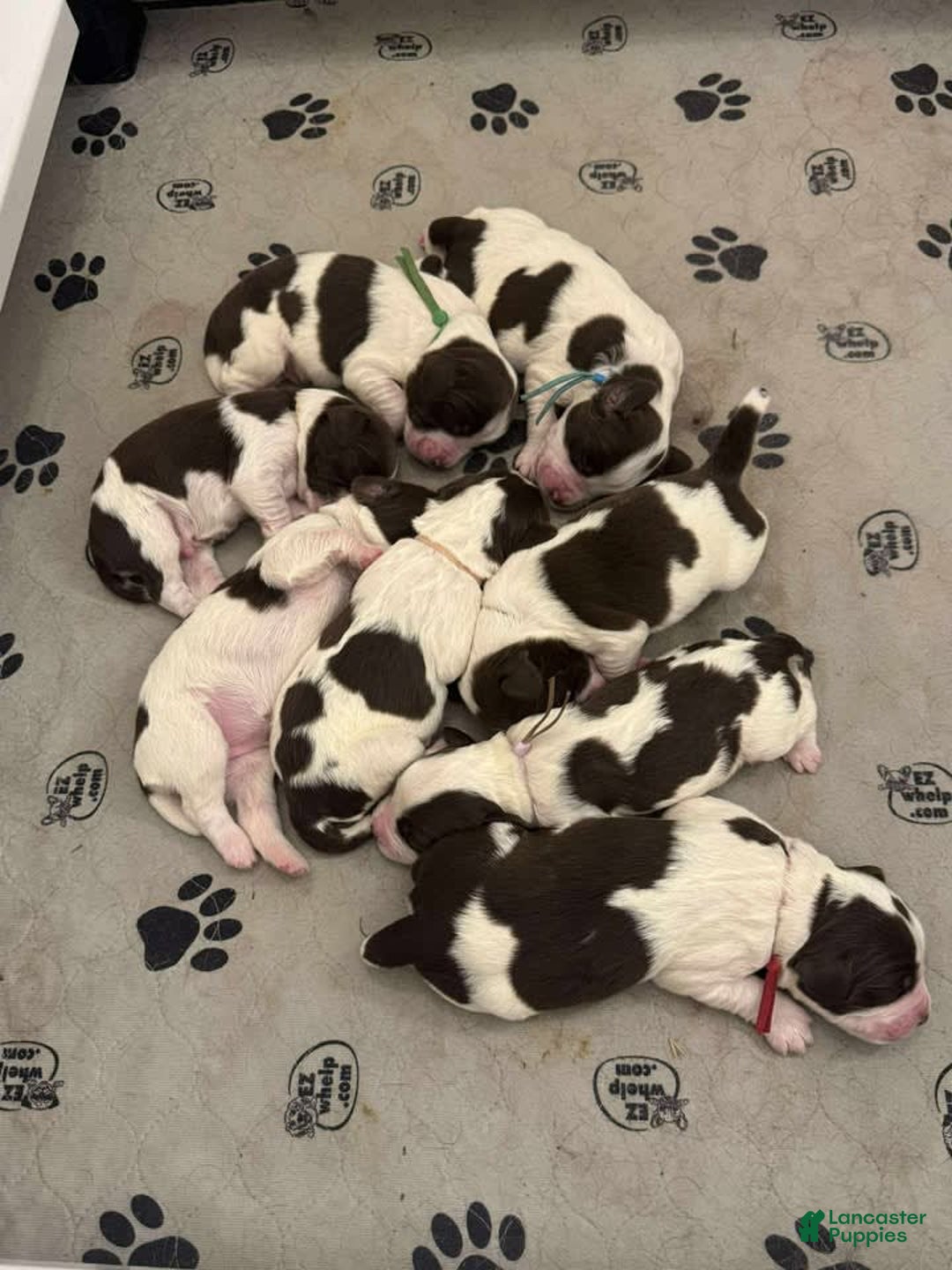 English Springer Spaniel dogs for sale: Upcoming Litter - Image 10