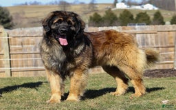 Newfoundland dogs for sale: Nala - Image 10
