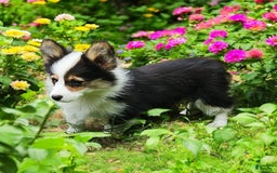 Welsh Corgi Pembroke dogs for sale: Tucker Fluffy - Image 6