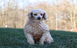 Yorkiepoo dogs for sale: Henry - Image 9