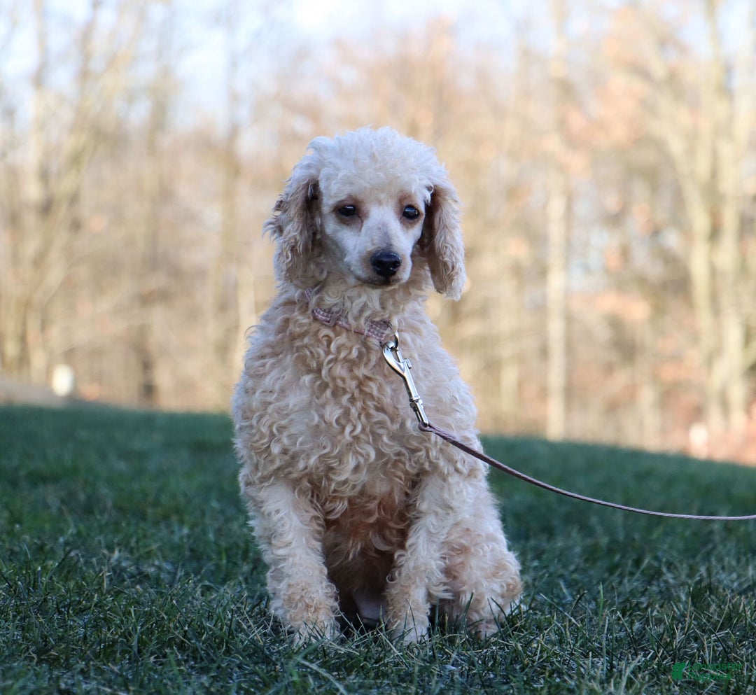 Yorkiepoo dogs for sale: Henry - Image 9