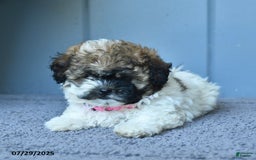 Shihpoo dogs for sale: Holly - Image 4