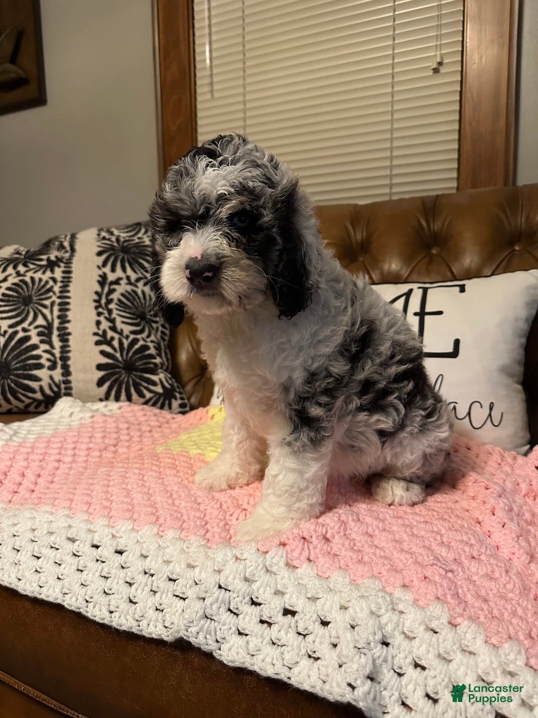 Labradoodle dogs for sale: Multigenerational Coco - Image 17