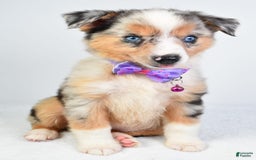 Miniature Australian Shepherd dogs for sale: Sky - Image 9