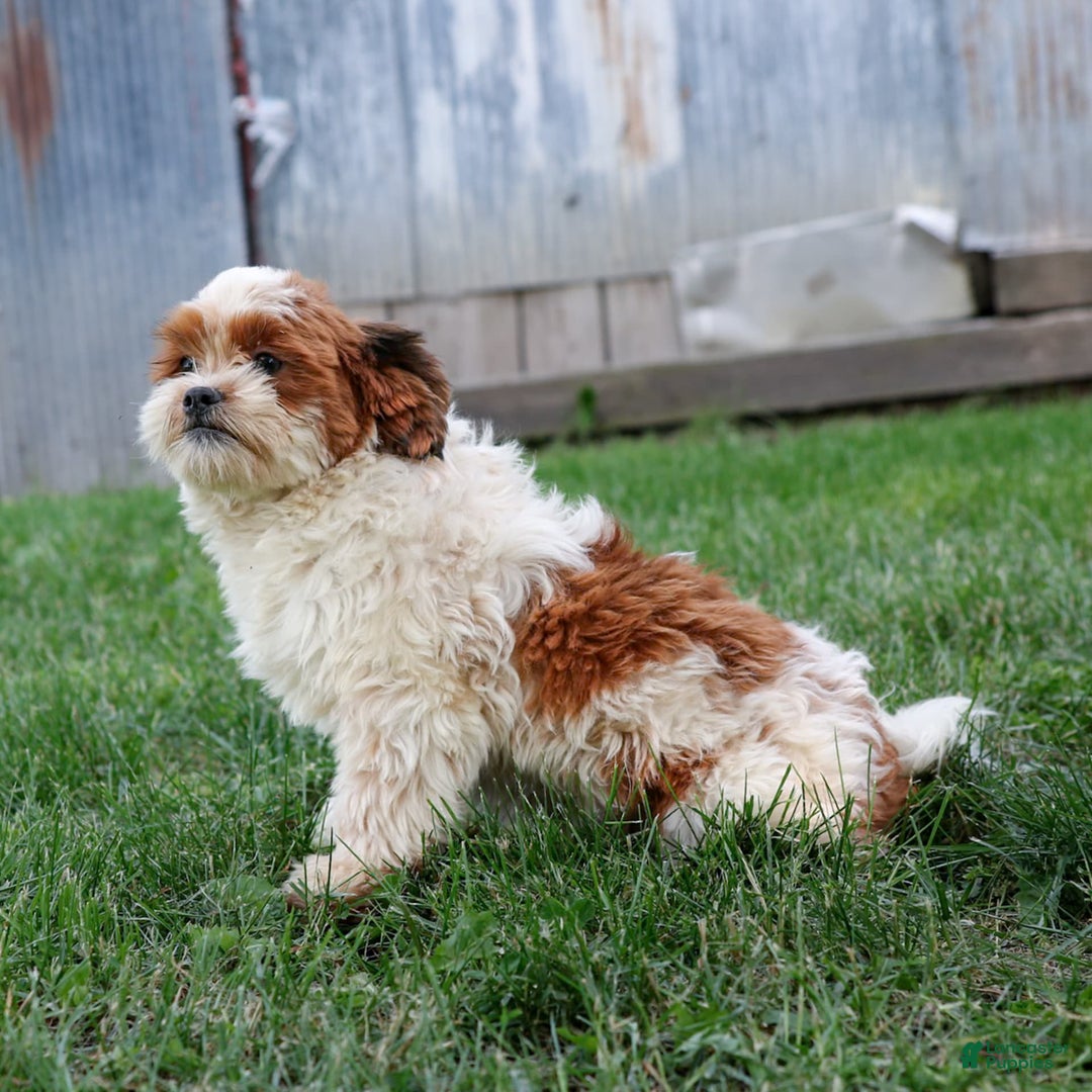 Shihpoo dogs for sale: Buster - Image 4