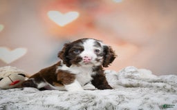Cocker Spaniel dogs for sale: Jake - Image 4