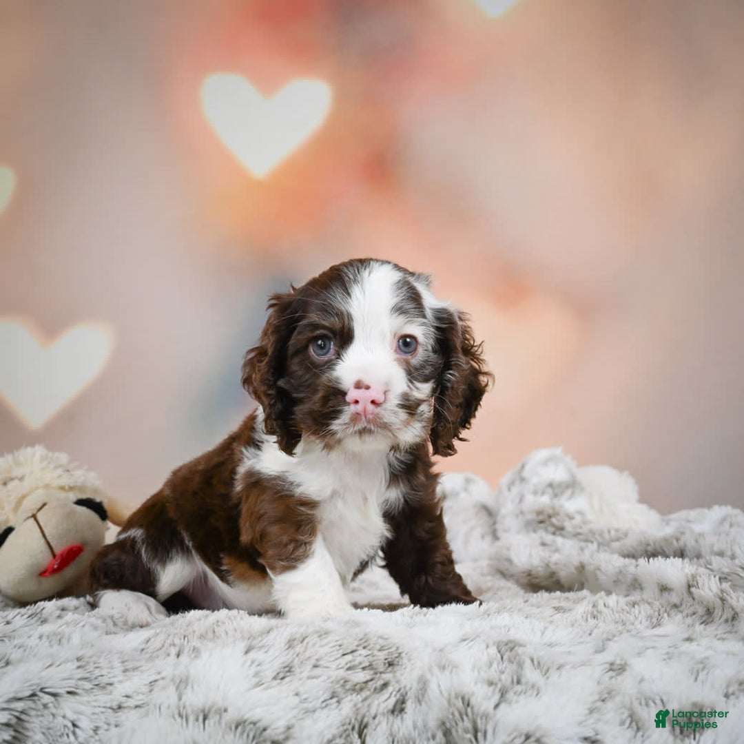 Cocker Spaniel dogs for sale: Jake - Image 4