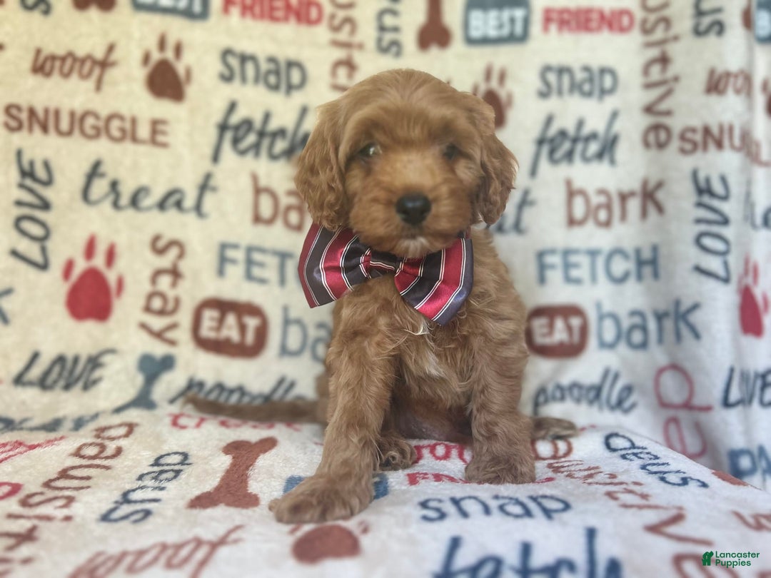 Cavapoo dogs for sale: Trooper - Image 7