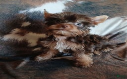 Yorkshire Terrier dogs for sale: Little Red - Image 2