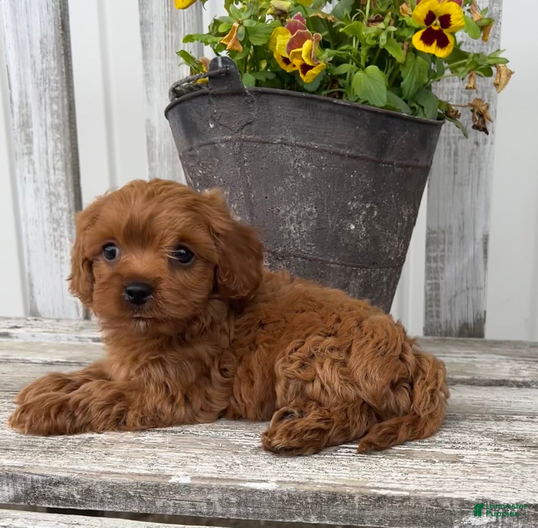 Cavapoo dogs for sale: Peyton - Image 2