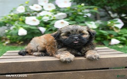 Teddy Bear dogs for sale: Dawn - Image 3