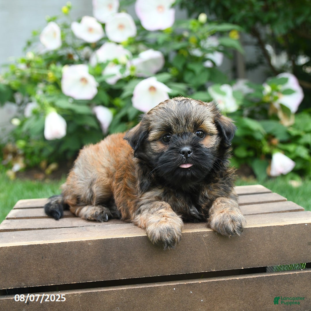 Teddy Bear dogs for sale: Dawn - Image 3