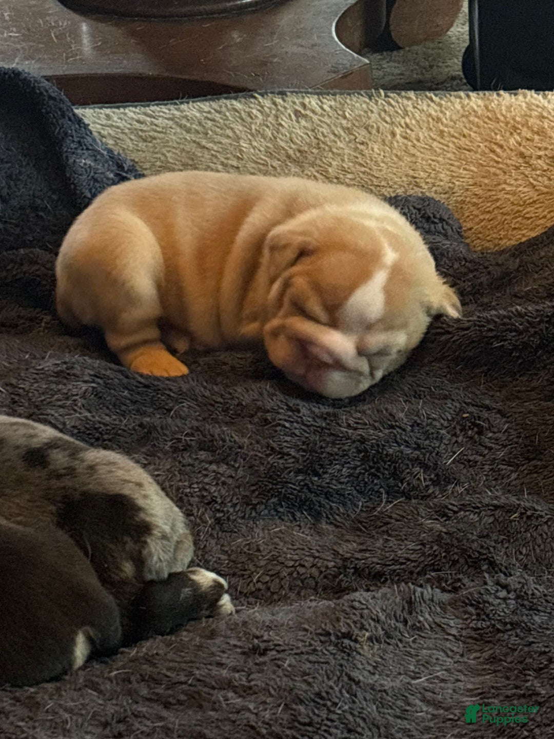 English Bulldog dogs for sale: Lucy - Image 4