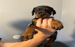 Doberman Pinscher dogs for sale: Brown - Image 4