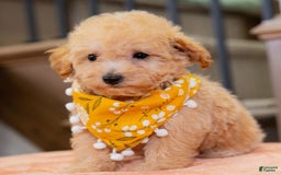 Maltipoo dogs for sale: Maltipoo 1 puppies - Image 1