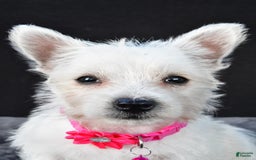 West Highland Terrier dogs for sale: Novella - Image 6