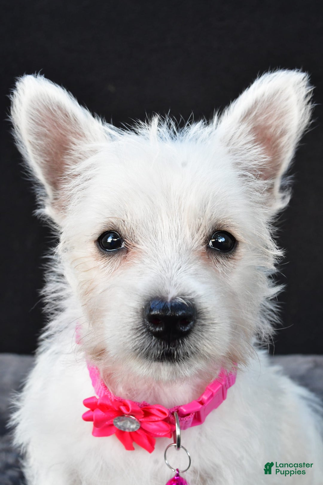 West Highland Terrier dogs for sale: Novella - Image 6