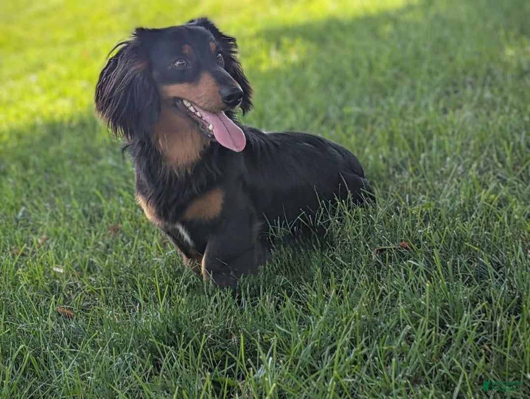 Dachshund dogs for sale: Otis - Image 23
