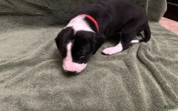 Great Dane dogs for sale: Red Girl - Image 3