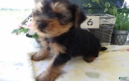 Yorkshire Terrier dogs for sale: Yorkshire Terrier 3 puppies - Image 5