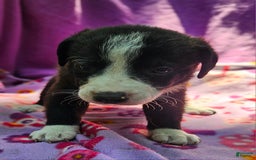 Border Collie dogs for sale: Coco - Image 3