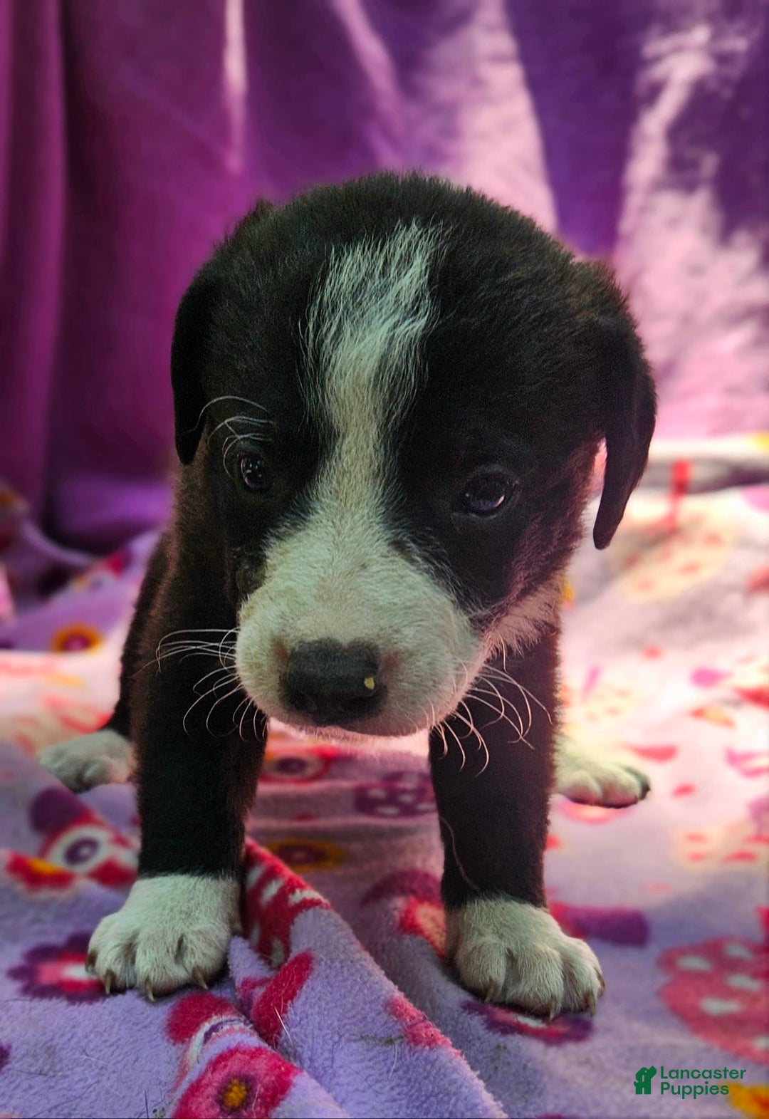 Border Collie dogs for sale: Coco - Image 3