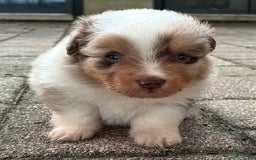  dogs for sale: Sailor - Image 3